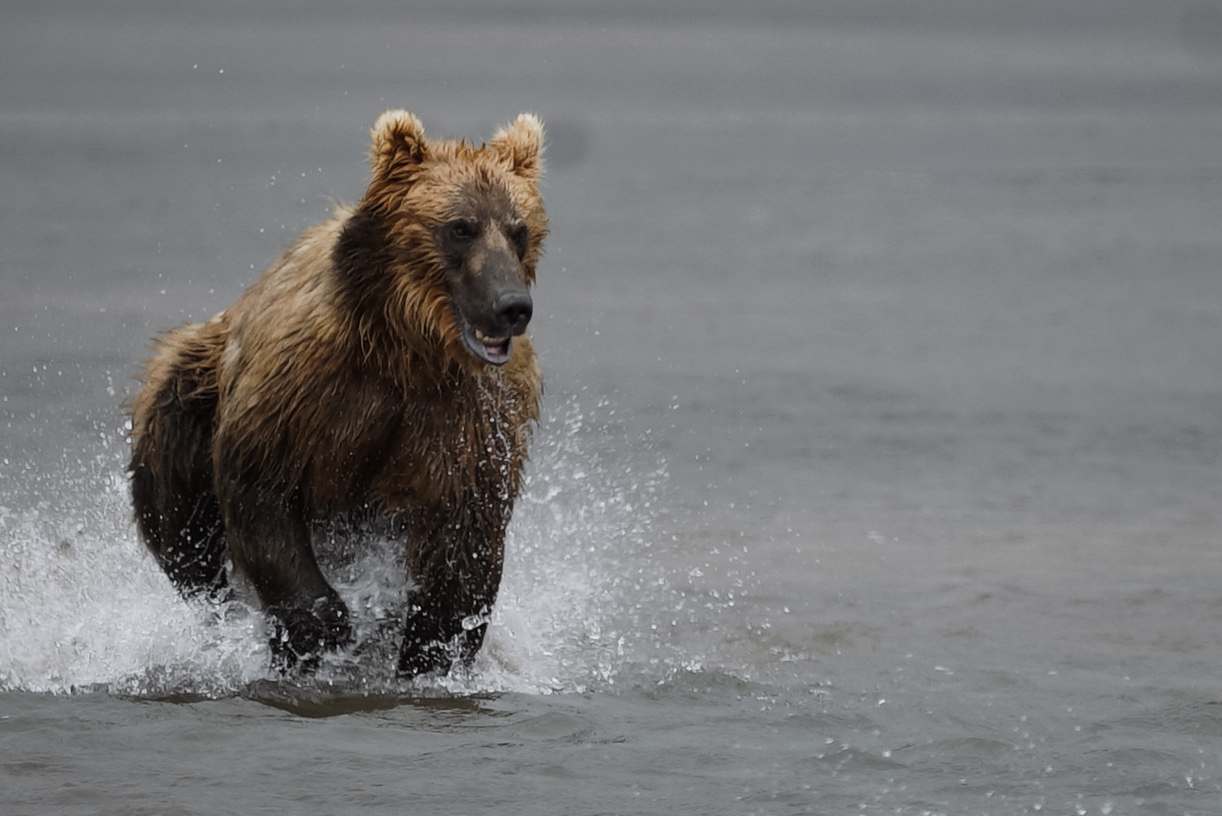 Wildlife Photography